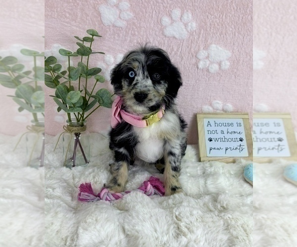 Medium Photo #3 Bernedoodle (Miniature) Puppy For Sale in NOBLESVILLE, IN, USA