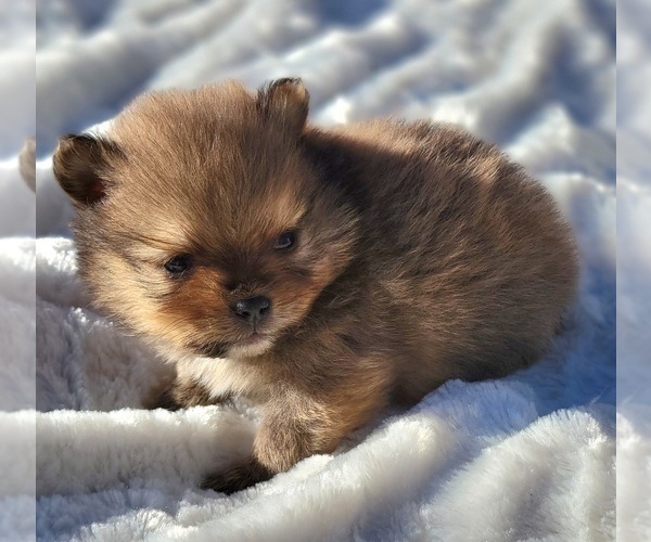 Medium Photo #3 Pomeranian Puppy For Sale in STATHAM, GA, USA