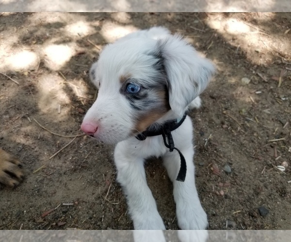 Medium Photo #4 Australian Shepherd Puppy For Sale in WILLIAMSBURG, CO, USA