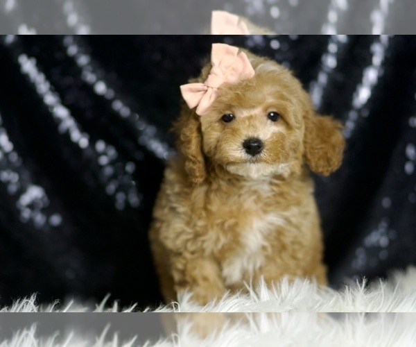Medium Photo #47 Poodle (Toy) Puppy For Sale in WARSAW, IN, USA