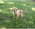 Georgie - Male Golden Retriever Puppy for Sale - Photo #9