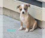 Eleanor - Female Chihuahua-Unknown Mix Dog for Adoption - Small photo