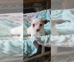 Small Photo #4 Chihuahua Puppy For Sale in KNOXVILLE, TN, USA