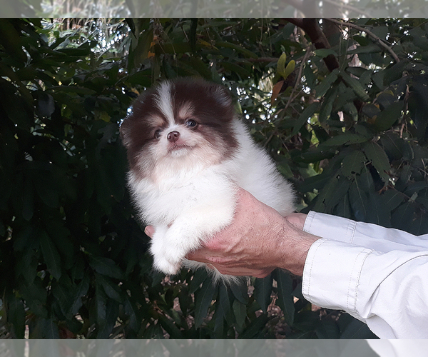 Medium Photo #23 Pomeranian Puppy For Sale in WEST PALM BEACH, FL, USA