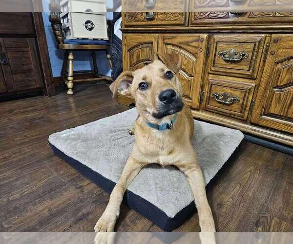 Medium Photo #4 Mutt Puppy For Sale in Boston, MA, USA