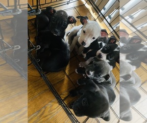 American Bully-American Pit Bull Terrier Mix Puppy for sale in RICHFIELD, MN, USA