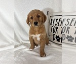 Ginger - Female Golden Retriever Puppy for Sale - Photo #4