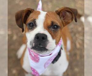 Boxer-Unknown Mix Dogs for adoption in San Antonio, TX, USA