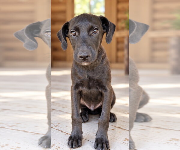 Medium Photo #1 Labbe Puppy For Sale in Southbury, CT, USA