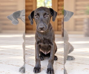 Labbe Dogs for adoption in Southbury, CT, USA