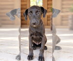 Toto ~ meet me! - Male Labbe Dog for Adoption - Small photo