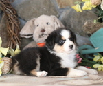 Small #5 Australian Shepherd