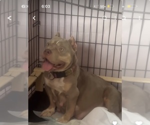 Mother of the American Bully puppies born on 07/24/2026