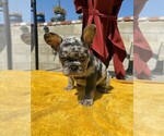Puppy Puppy 3 French Bulldog