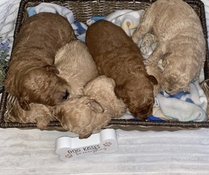 Goldendoodle (Miniature) Puppy for sale in GLASGOW, KY, USA