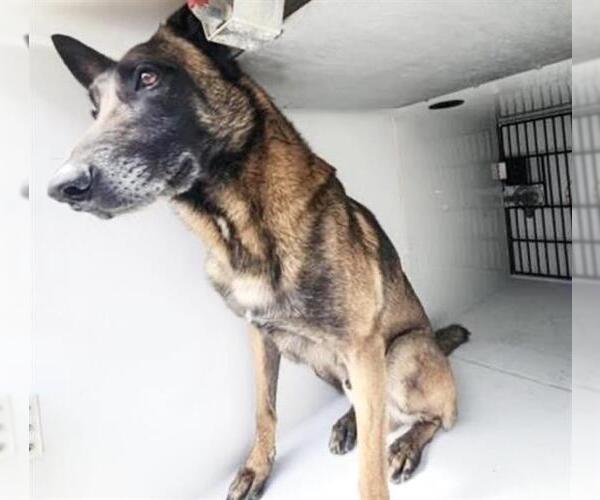 Medium Photo #2 Mutt Puppy For Sale in Houston, TX, USA