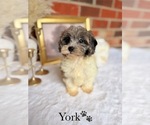 Small #18 Cockapoo