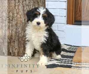 Bernedoodle (Miniature) (+ Poodle Miniature) Puppy for sale in NARVON, PA, USA