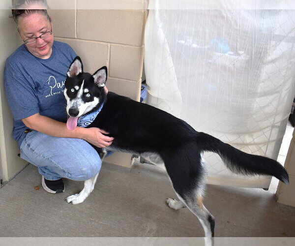 Medium Photo #1 Siberian Husky-Unknown Mix Puppy For Sale in McKinney, TX, USA
