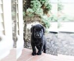 Small Photo #14 Labrador Retriever Puppy For Sale in LINCOLN UNIV, PA, USA