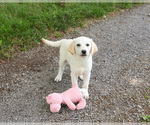 Small #7 Labrador Retriever