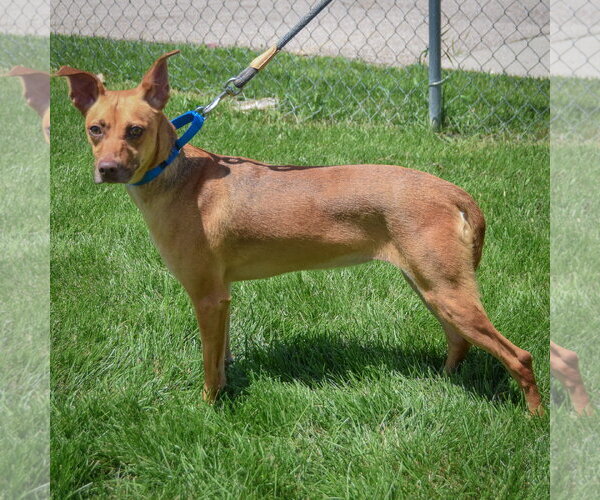 Medium Photo #2 Unknown-Vizsla Mix Puppy For Sale in Huntley, IL, USA