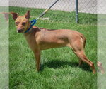 Small #1 Vizsla Mix