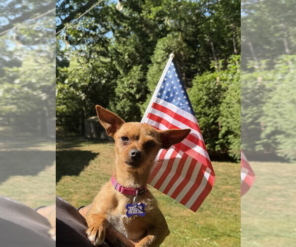 Medium Photo #12 Chihuahua Puppy For Sale in Oak Bluffs, MA, USA