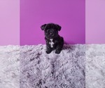 Small Photo #3 Schnauzer (Miniature) Puppy For Sale in ROGERS, AR, USA