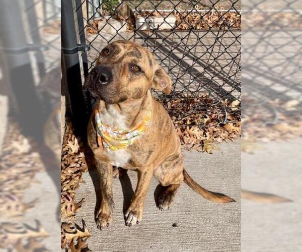 Medium Photo #1 Mutt Puppy For Sale in Tulsa, OK, USA