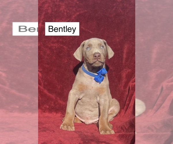 Medium Photo #4 Doberman Pinscher Puppy For Sale in POMEROY, OH, USA
