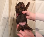 Puppy CoCo Shorkie Shih Tzu