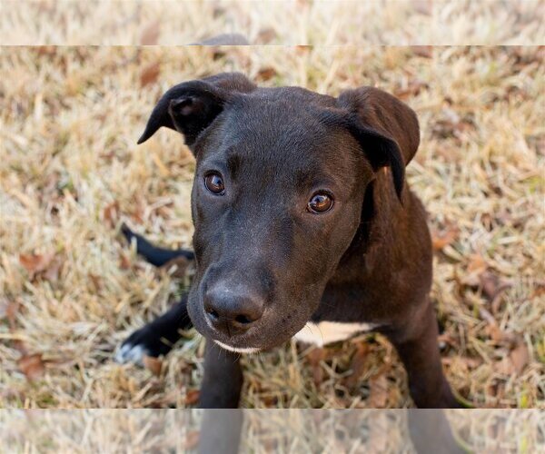 Medium Photo #13 Labrador Retriever-Unknown Mix Puppy For Sale in Flower Mound, TX, USA