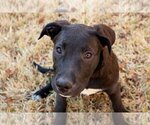 Small Photo #13 Labrador Retriever-Unknown Mix Puppy For Sale in Flower Mound, TX, USA