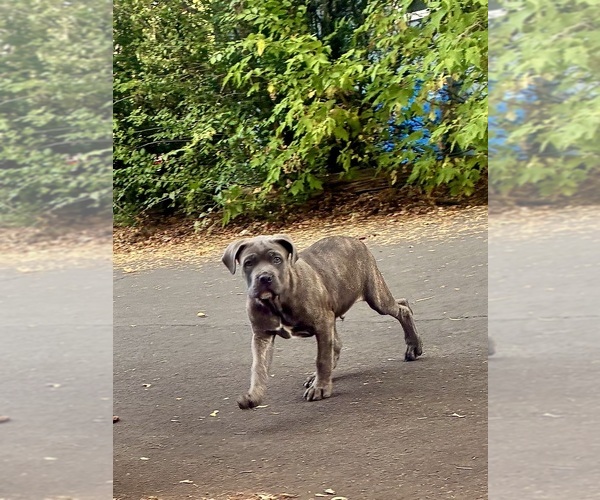 Medium Photo #4 Cane Corso Puppy For Sale in FORT COLLINS, CO, USA