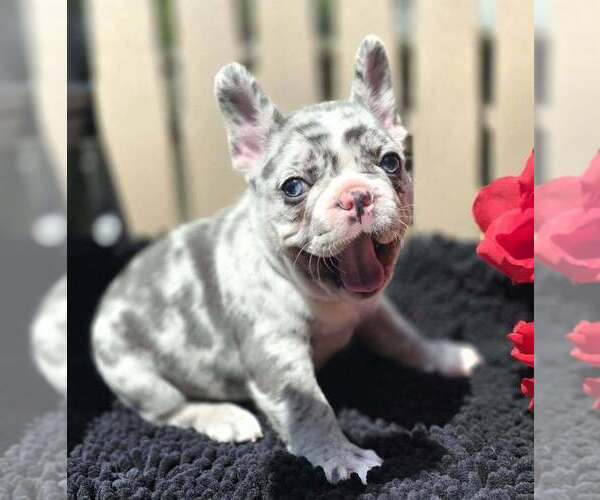 Medium Photo #2 French Bulldog Puppy For Sale in BOSTON, KY, USA