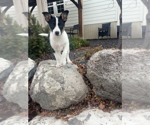 Medium Photo #3 Mutt Puppy For Sale in Salt Lake City, UT, USA