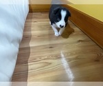 Small #14 Border Collie