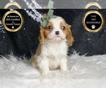 Small #6 Cavalier King Charles Spaniel