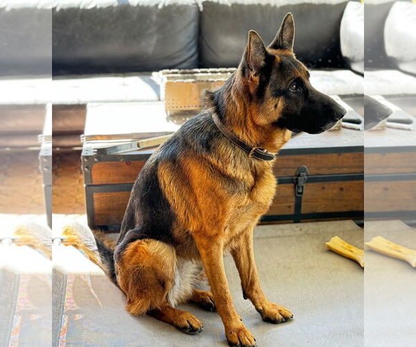 Medium Photo #2 German Shepherd Dog Puppy For Sale in Plantation, FL, USA