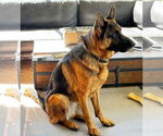 Small #1 German Shepherd Dog
