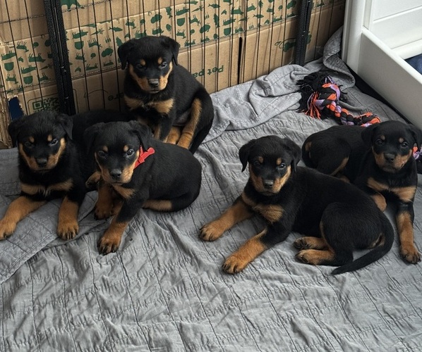 Medium Photo #1 Rottweiler Puppy For Sale in FORT COLLINS, CO, USA