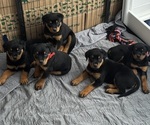 Small Rottweiler
