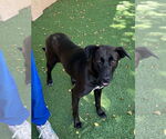 Small #7 Labrador Retriever Mix