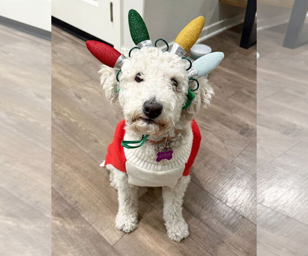 Medium Photo #4 Mutt Puppy For Sale in Corona, CA, USA