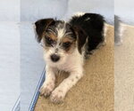 Small #2 Parson Russell Terrier Mix