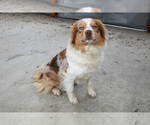 Small #1 Australian Shepherd