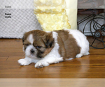 Small Photo #12 Shih Tzu Puppy For Sale in CLARE, MI, USA