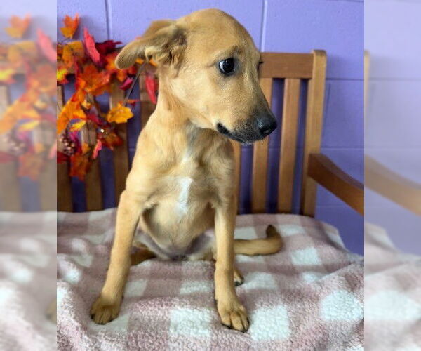 Medium Photo #4 Labrador Retriever-Unknown Mix Puppy For Sale in Genesee, WI, USA