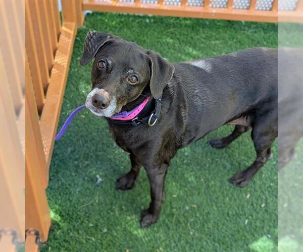 Medium Photo #1 Chihuahua-Labrador Retriever Mix Puppy For Sale in Las Vegas, NV, USA